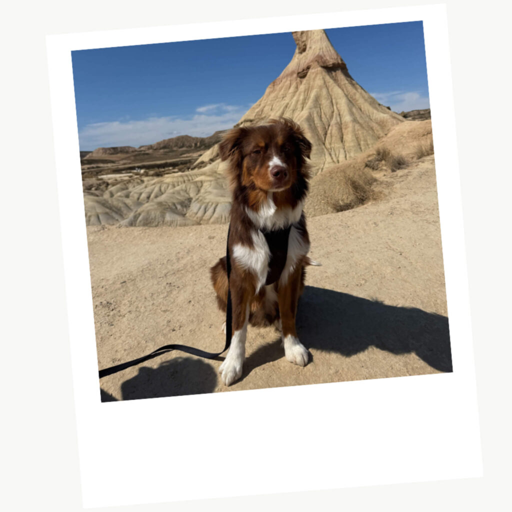 Voyager en van avec son chien : sur les routes avec Cloé et Atlas 1 atlas compagon route