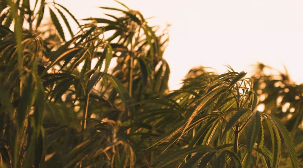 conductivite thermique isolant van