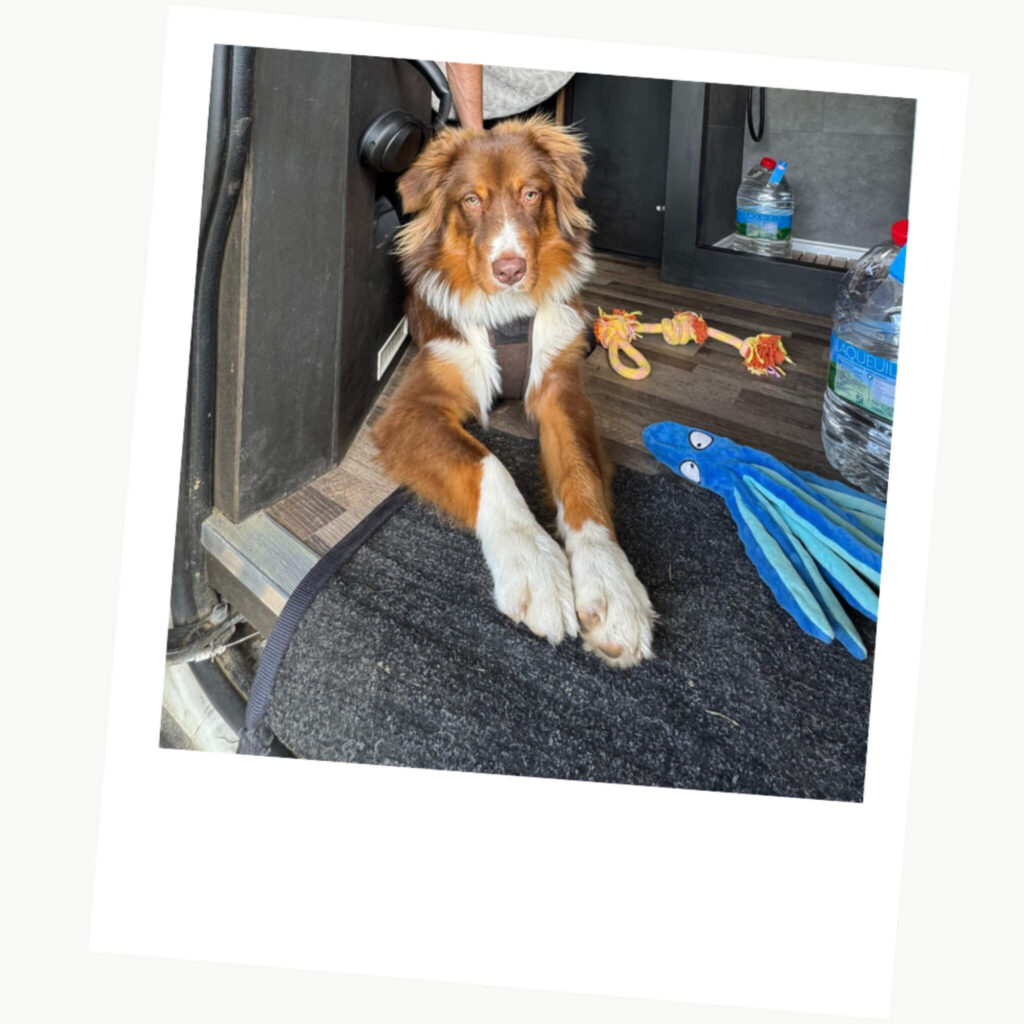 Voyager en van avec son chien : sur les routes avec Cloé et Atlas 2 preparation van avec chien