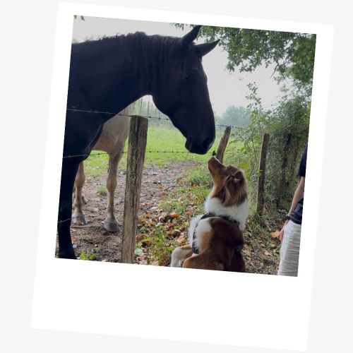 Voyager en van avec son chien : sur les routes avec Cloé et Atlas 4 Explorer les alentours du van avec son chien