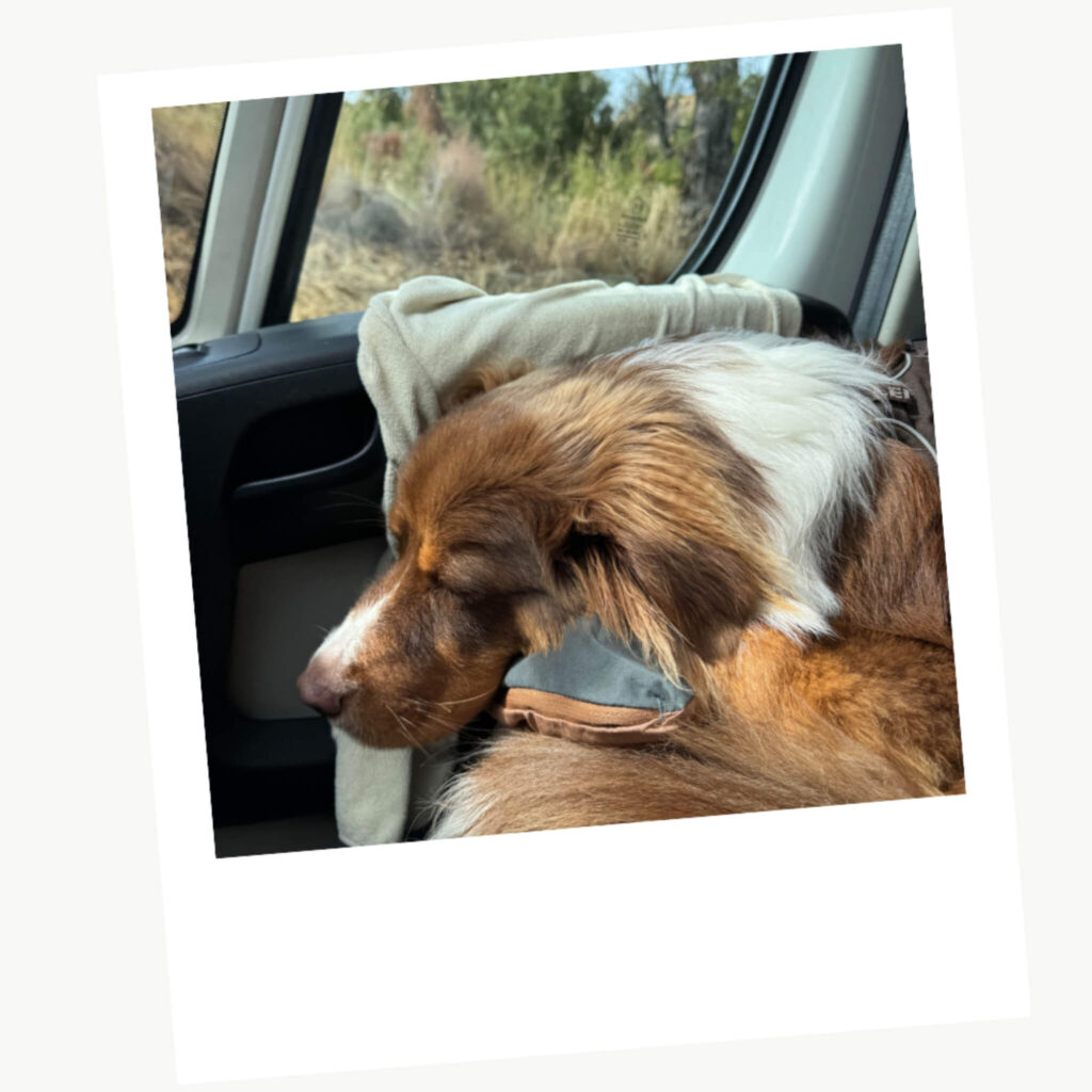 Voyager en van avec son chien : sur les routes avec Cloé et Atlas 3 Conduire un van avec son chien