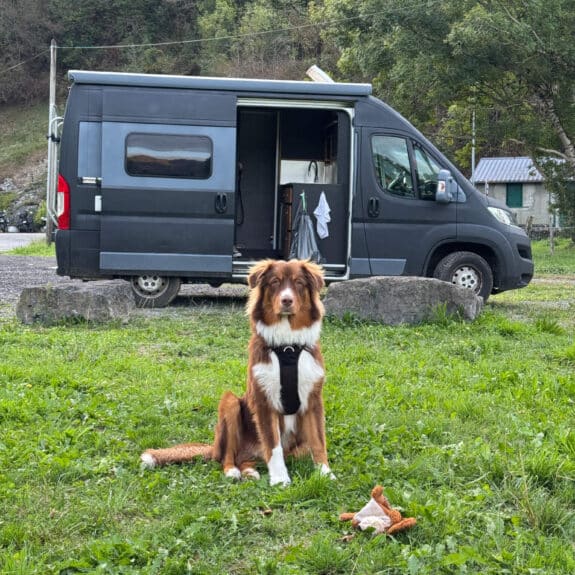 Atlas, chien devant le van aménagé